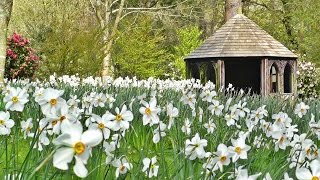 Relaxing Videos To Watch with Gentle Bird Sounds - In The Flower Meadow