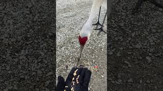 Fri 3 April 2026 ❤️ sound up listen to him purr! Sandhill crane Delta BC 🇨🇦