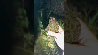 Playing Hide And Seek With A Giant Alligator Youtubeshortsalligatorwildlifeviral