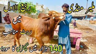 Malir Mandi Karachi Cattle Rates Update  In Rabi Ul Awal| 4 October 2022 | Cow Mandi 2023