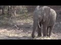 2016 10-12 Newborn Baby Elephant on WildEarth.TV Sunset Safari