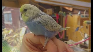 Beautiful Baby Budgies  My best babies from 2017