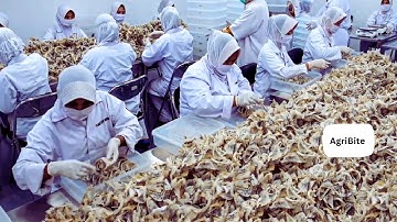 How Most Expensive Bird Nests Is Harvest   Edible Birds Nests Farming Technique   Swiftlet Farm