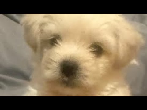 Imposter syndrome 1 hour FULL SONG