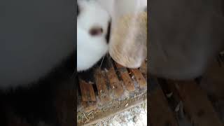 наши кролики и их корма