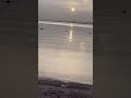 Mystery in the Ocean 🌊 Dolphin or Shark?!