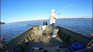 видео: САМЫЙ ЭФФЕКТИВНЫЙ СПОСОБ ПОПОЙМАТЬ ГИГАНТСКОГО СОМА картинка: САМЫЙ ЭФФЕКТИВНЫЙ СПОСОБ ПОПОЙМАТЬ ГИГАНТСКОГО СОМА