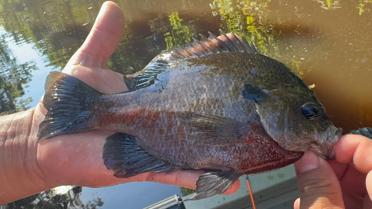 KAYAK FISHING ON EDISTO RIVER - HWY 39 SPRINGFIELD SC - YouTube