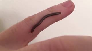 Finding Inch Worms In House How To Get Rid Of Millipedes And
