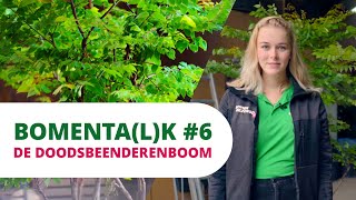 BOMENTA(L)K #6 | De Doodsbeenderenboom