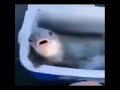 Bro really said 🐟