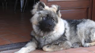 Moose the Eurasier  New Home, Family and Friends!