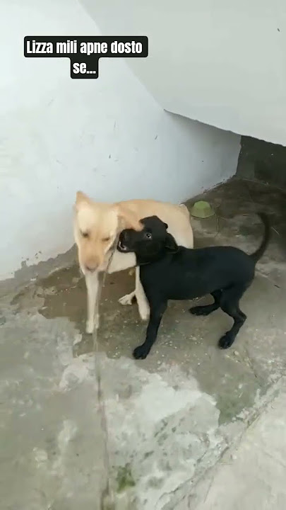 Lizza mili apne dosto se... #doglover #labrador #labradorlovers #funnydog #lizza
