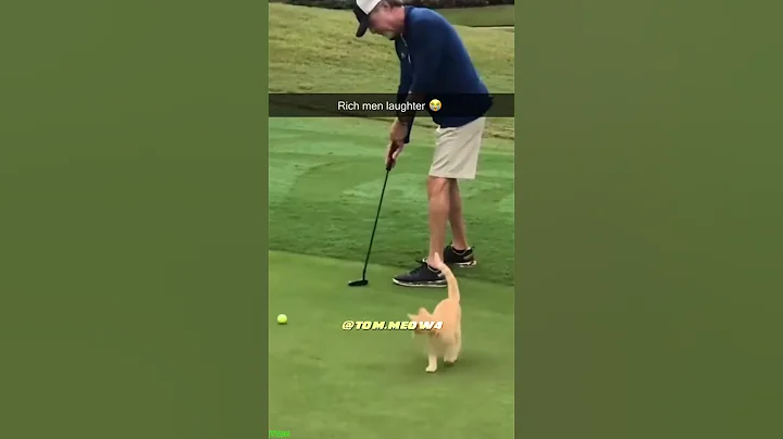 Video 11130621: compilation cat funny sound, cat dog funny compilation, kitten meowing, red cat, cute cat