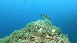 Get Hooked On Sea Bream 5 Fun Facts To Know