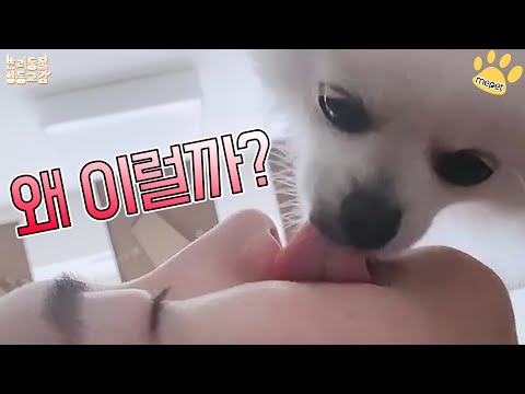 [반려동물 행동교감 #3] 끊임 없이 핥는 강아지 문제 행동일까? 김효진 훈련사가 알려드립니다! (feat. 식탐)