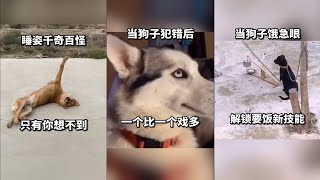 #002【搞笑配音】抖音搞笑视频|动物也疯狂：狗子的世界多欢乐啊！