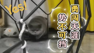 猪猪150cm障碍跑