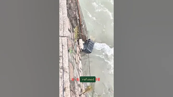 A Rainy Day Rescue That Saved a Dog’s Life#shorts