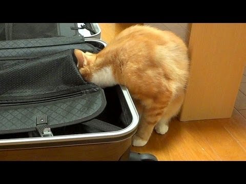 初めてのスーツケースを楽しむ猫 The Cat Enjoyed A Suitcase For The First Time Youtube