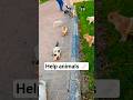 Help Animals 🩹✨️ #helpanimals #kamin #help #helpcats