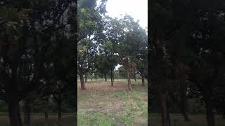 100 Years Old Banyan Tress In The Garden Of Bargadwa Village | Muzammil Khan