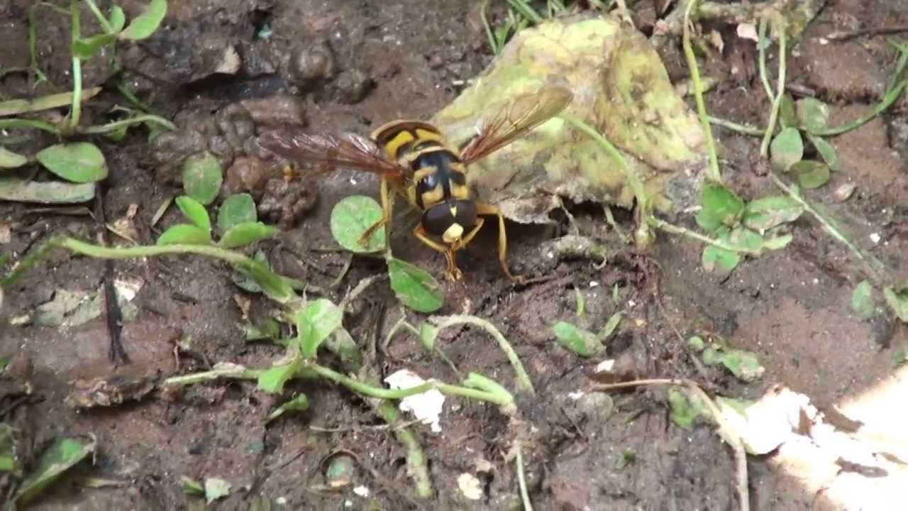 YELLOW JACKET HOVER FLY ARCTIC DISCOVERER YouTube