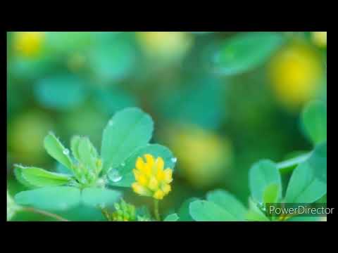 また君に恋してる／ビリー・バンバン   byなつこ＆こてじん