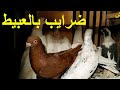 ضرايب ضرايب ضرايب و ازاي تغوي حمامة جامدة مافو النشيش ضرايب ضرايب ضرايب و ازاي تغوي حمامة جامدة مافو النشيش