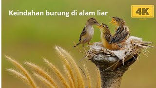 Download Lagu the beauty of birds in the wild MP3