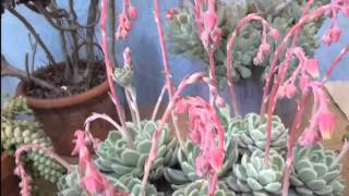 Mostra di piante grasse - succulente: 03-05-15