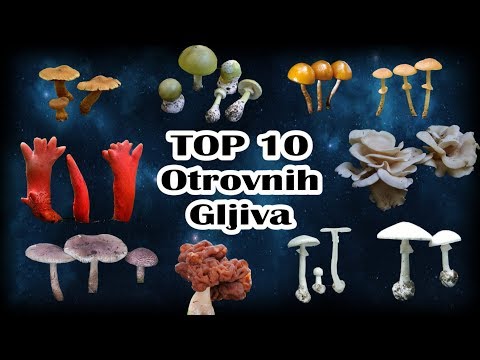 Top 10 Otrovnih Gljiva