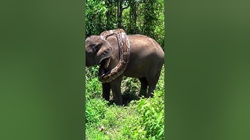 Giant python is wrapping itself around an elephant#Elephant  #GiantPython#Wildlife #shortvideo#Snake