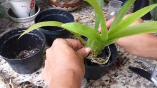 Bulbo de Oncidium Recuperado no CarvÃ£o