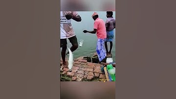 CÁCH BẤT CÁ ĐỘC LẠ 🐠 #tintuc #giaitri