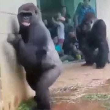 Gorila takut hujan wkwkwk