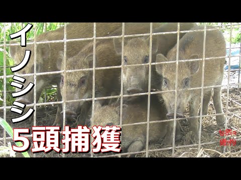 【箱罠】イノシシ5匹捕獲  2020/8/17 【有害駆除】