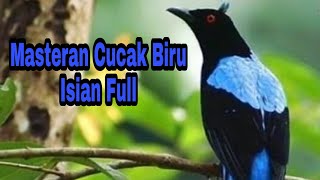 MASTERAN CUCAK BIRU ISIAN FULL