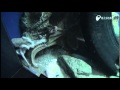 タコが散歩中に突然、 - The accident that an octopus is taking a walk