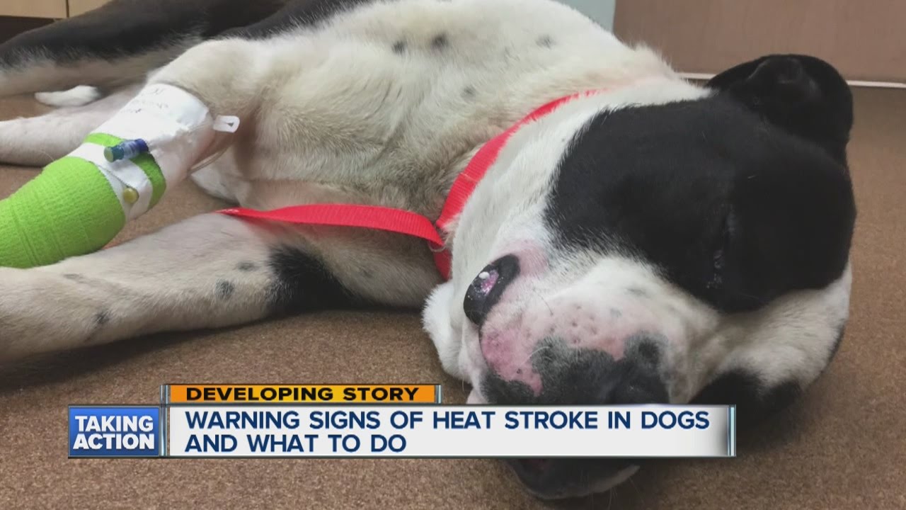 how do i know if my dog is overheating