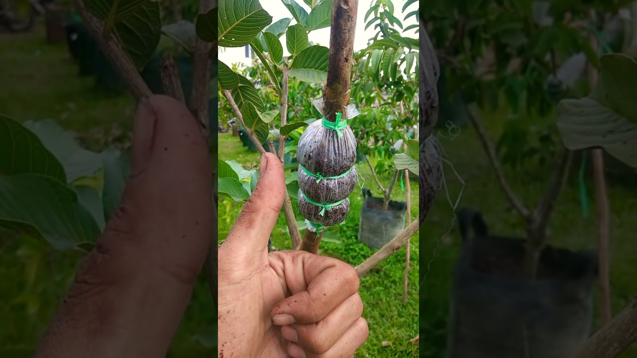 proses cangkok jambu kristal