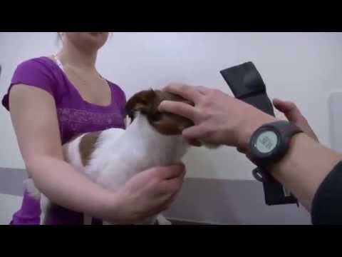 Video: Glaukooma Koirilla: Oireet, Syyt Ja Hoidot