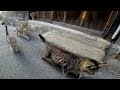 キジトラ猫の国に行ったら猫達に熱烈な歓迎を受けた