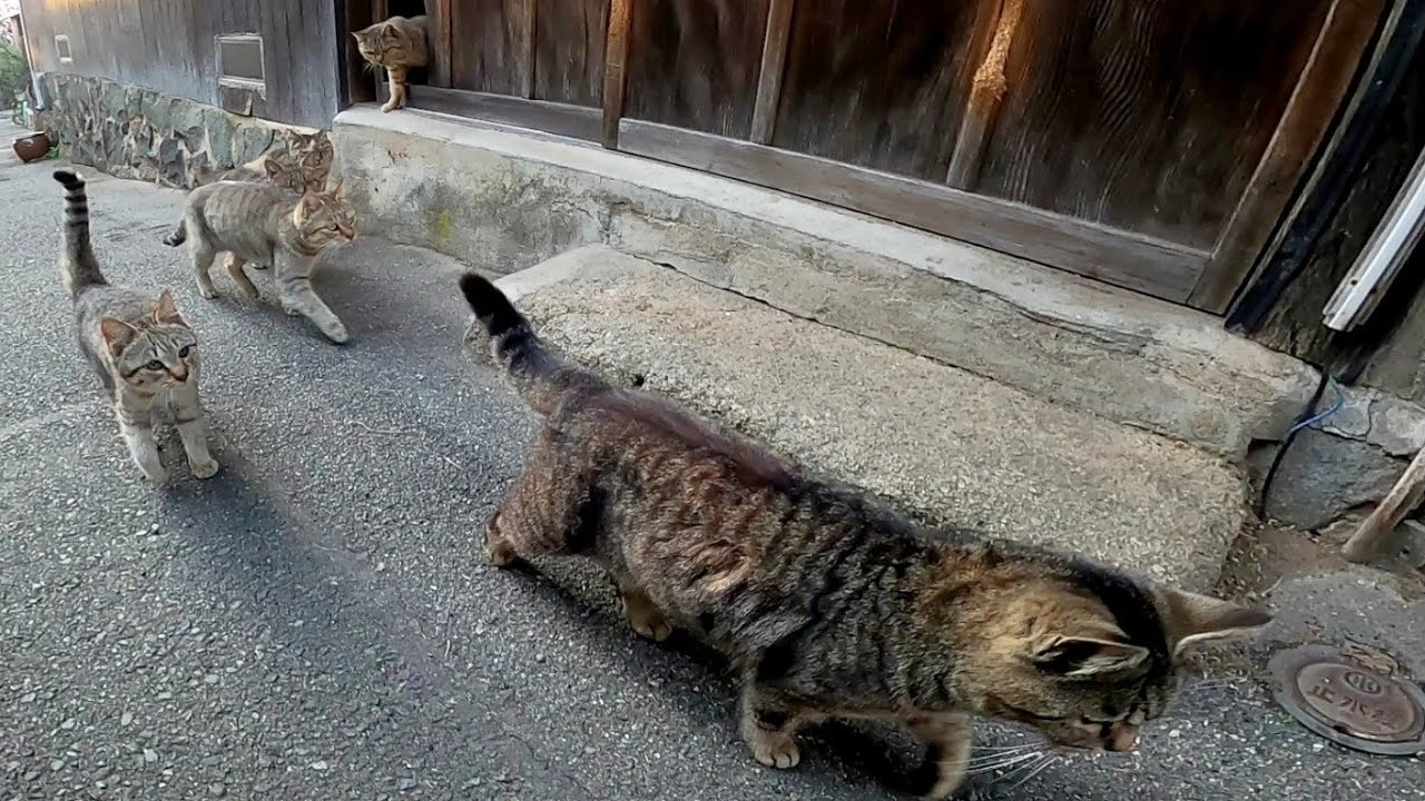 キジトラ猫の国に行ったら猫達に熱烈な歓迎を受けた Youtube