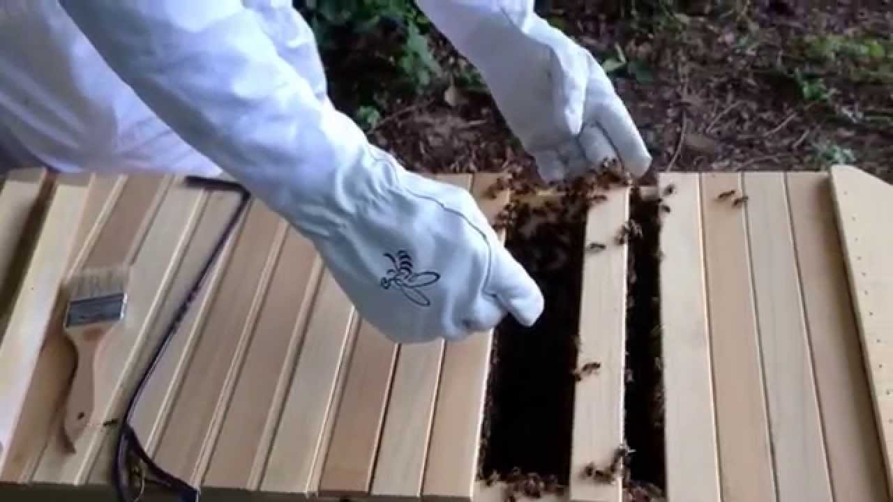Top bar hive inspection YouTube