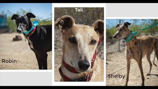 2018 Southern Arizona Greyhound Adoption