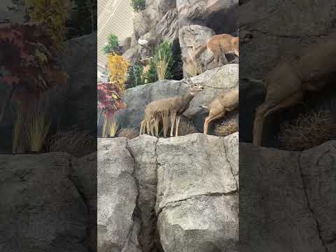 Animals at Scheels Meridian, Idaho #scheels #meridian #Idaho #display #animals