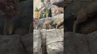 Animals At Scheels Meridian, Idaho