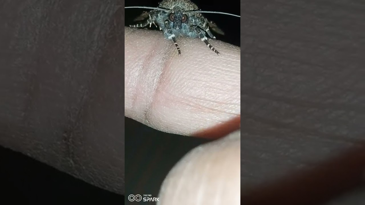 The most beautiful army worm