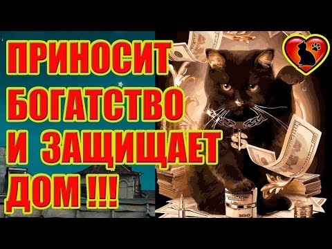 8 Причин Завести Чёрного Кота Вопреки Суевериям! Чёрный кот приносит богатство и защищает дом!